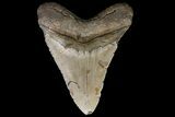 Bargain, Megalodon Tooth - North Carolina #83950-2